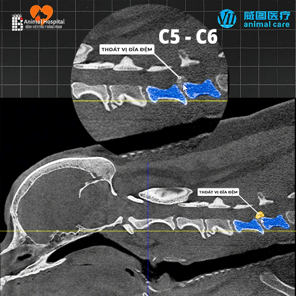 Phẫu thuật cột sống chó mèo tại Bệnh viện Thú y Băng Phạm