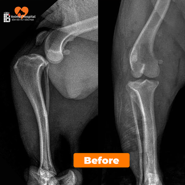 đứt dây chằng chéo trước ở chó
