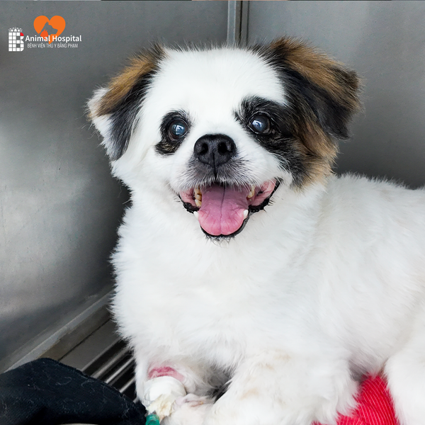 đứt dây chằng chéo trước ở chó