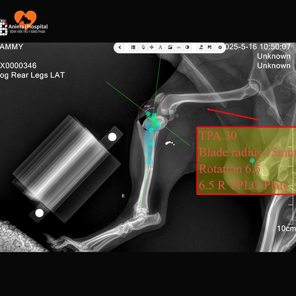 đứt dây chằng chéo trước ở chó