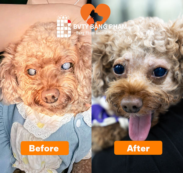 Ảnh Before đục thủy tinh thể ở chó
