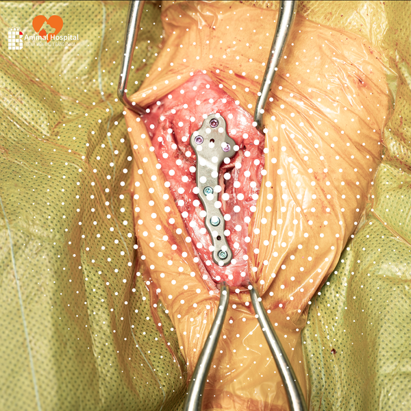 TPLO implant BlueSAO