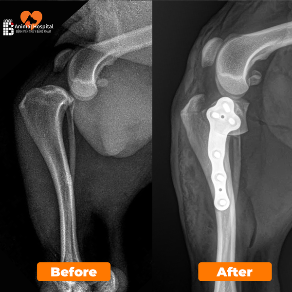 TPLO đứt dây chằng chéo trước ở chó