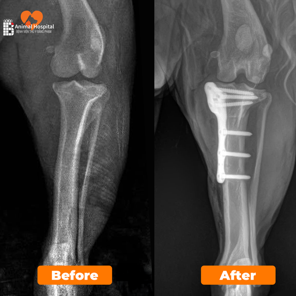 TPLO đứt dây chằng chéo trước ở chó