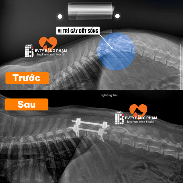 Phẫu Thuật Cố Định Cột Sống & Thoát Vị Đĩa Đệm Cho Chó Mèo