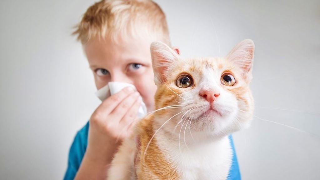 Lông thú nuôi là nguồn gây ô nhiễm không khí trong nhà (Nguồn ảnh: Internet)