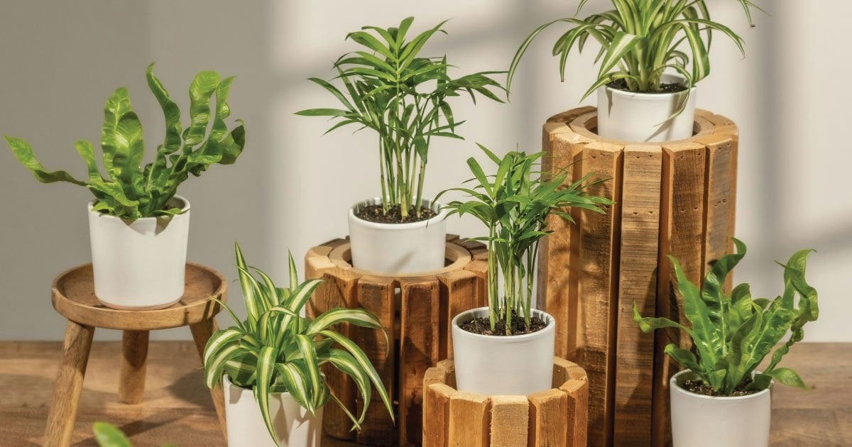 Kết hợp gỗ và cây xanh trong thiết kế nội thất hiện đại