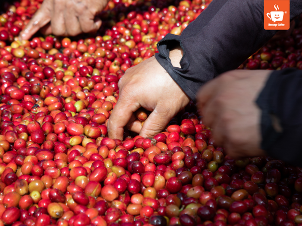 messagecoffee-cung-cap-ca-phe-specialty