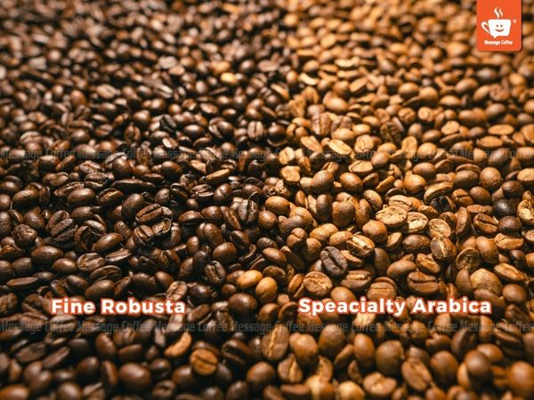 Fine-robusta-va-specialty-arabica