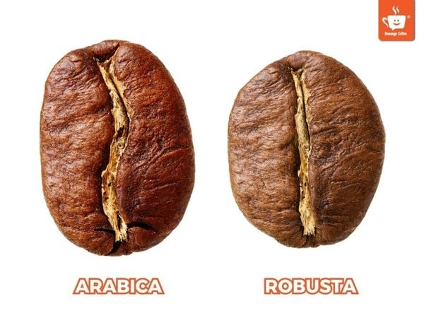 ca-phe-robusta-va-arabica
