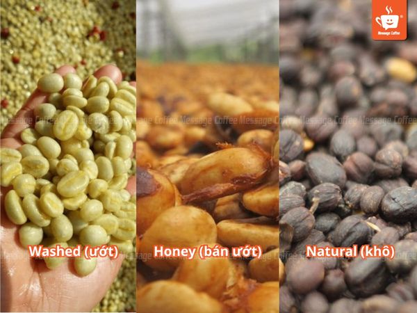 Các phương pháp chế biến Fine Robusta