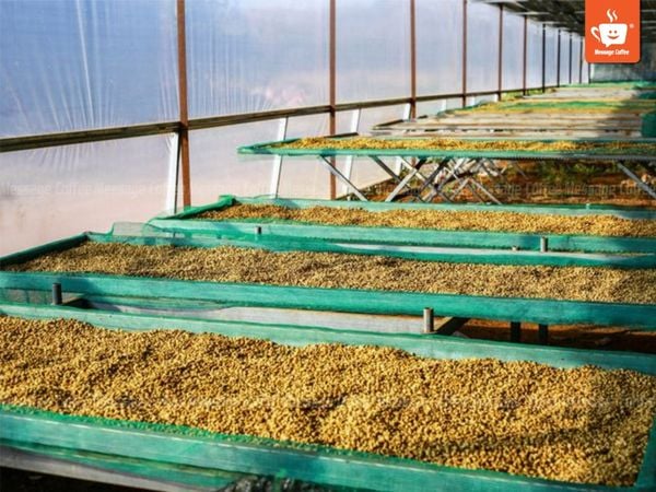 Phơi trong nhà kính