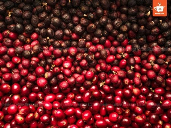 quy-trinh-hai-trai-chin