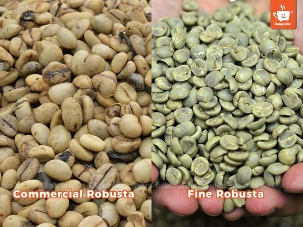 Fine-robusta-va-robusta-thuong