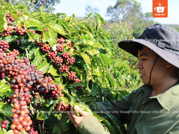 messagecoffee-specialty-coffee-san-xuat