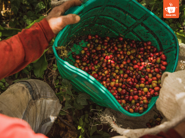 messagecoffee-so-che-ca-phe-phuong-phap