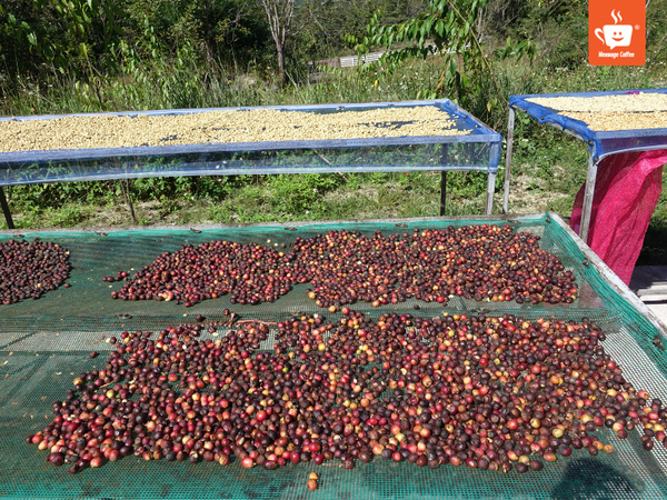 messagecoffee-so-che-ca-phe-phuong-phap