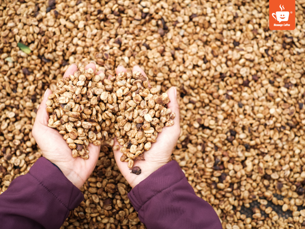 messagecoffee-so-che-ca-phe-phuong-phap