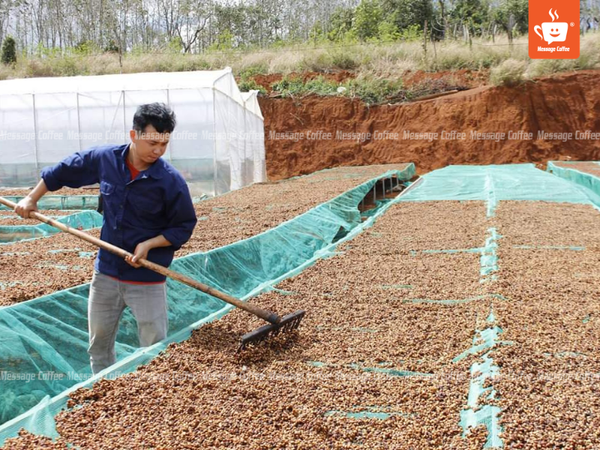 messagecoffee-nha-san-xuat-robusta-honey-uy-tin