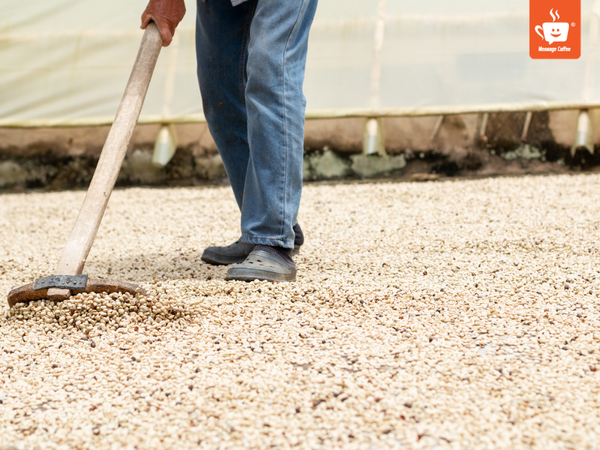 messagecoffee-so-che-ca-phe-phuong-phap