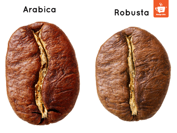 messagecoffee-su-khac-biet-giua-arabica-robusta