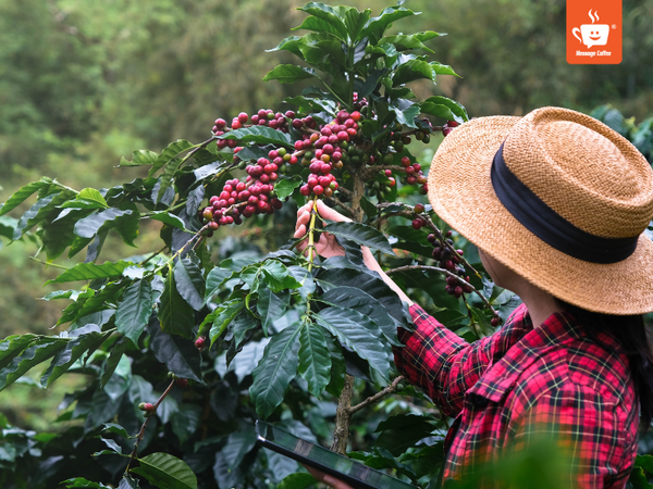 messagecoffee-huong-vi-ca-phe-vietnam-specialty-coffee