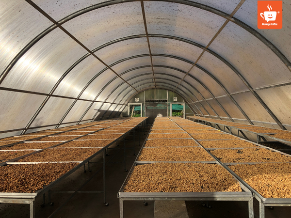 messagecoffee-phan-loai-chat-luong-ca-phe