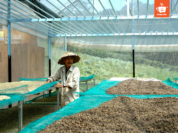 messagecoffee-vietnam-specialty-coffee