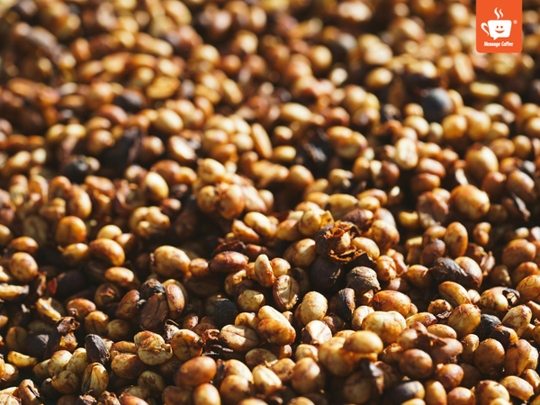 messagecoffee-huong-vi-dac-truong-robusta-honey