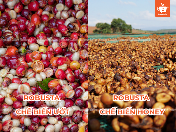 messagecoffee-huong-vi-dac-truong-robusta-honey