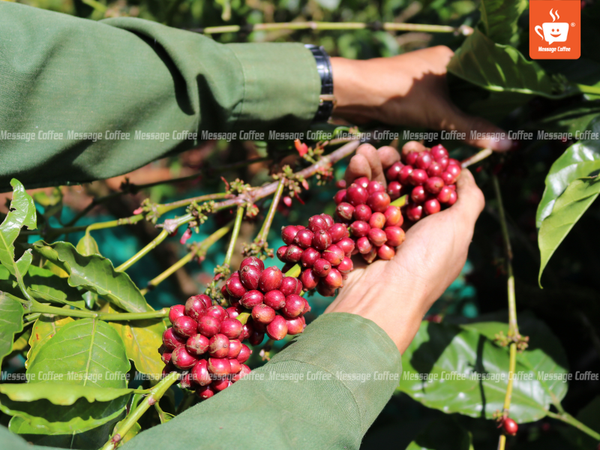 quy-trinh-che-bien-ca-phe-robusta-honey