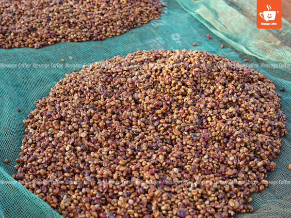 quy-trinh-che-bien-ca-phe-robusta-honey