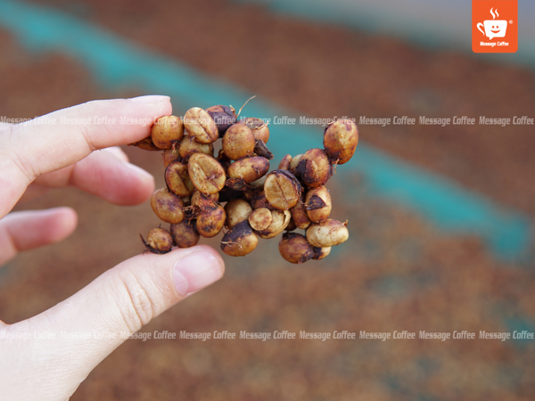 quy-trinh-che-bien-ca-phe-robusta-honey