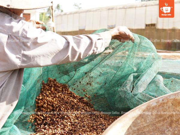 quy-trinh-che-bien-ca-phe-robusta-honey