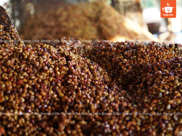 quy-trinh-che-bien-ca-phe-robusta-honey
