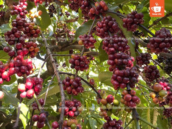 messagecoffee-canh-tac-ca-phe