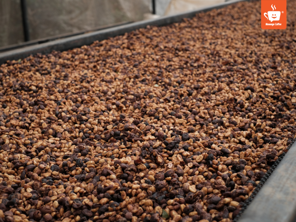 quy-trinh-che-bien-ca-phe-robusta-honey