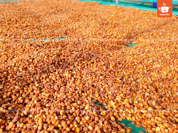 4-cach-pha-robusta-honey-cho-quan-ca-phe