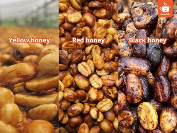 Phân loại Robusta Honey