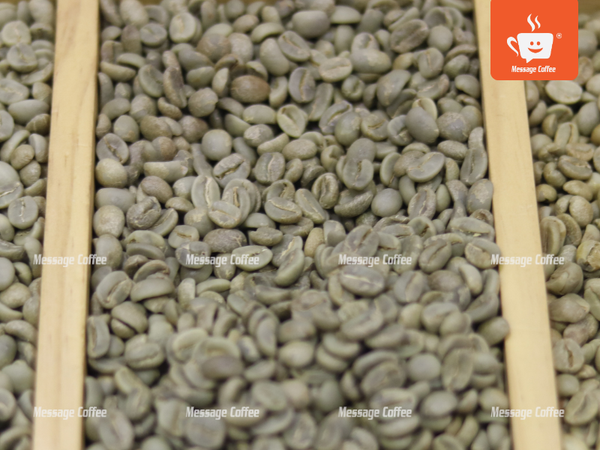 messagecoffee-quy-trinh-che-bien-ca-phe-robusta-honey