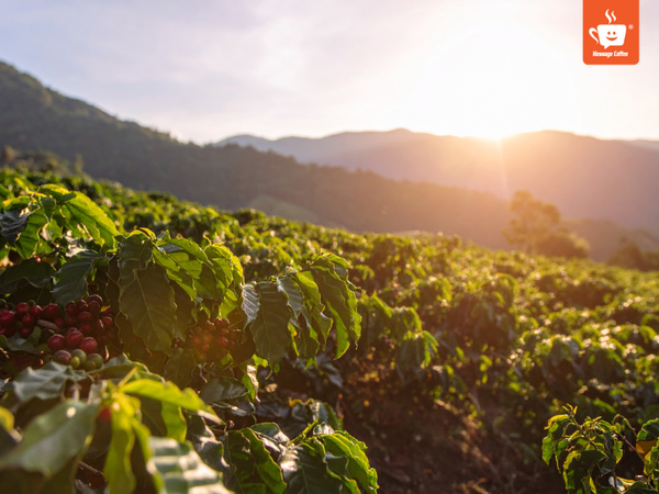 messagecoffee-quy-trinh-rang-cafe-chuan