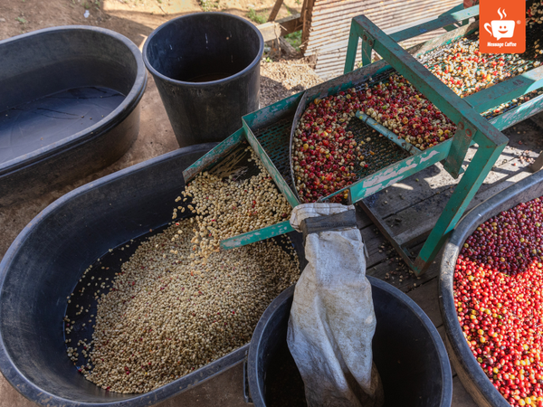 messagecoffee-so-che-ca-phe-phuong-phap