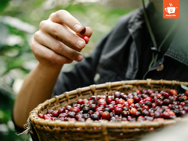 messagecoffee-vietnam-specialty-coffee.png