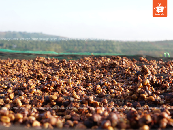 messagecoffee-huong-vi-dac-truong-robusta-honey