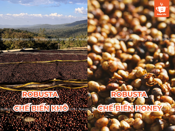 messagecoffee-huong-vi-dac-truong-robusta-honey