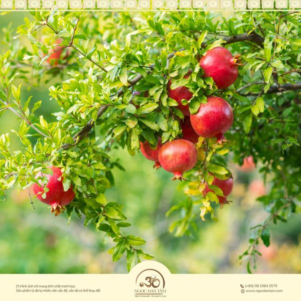 Năng lượng của thạch lựu mộc