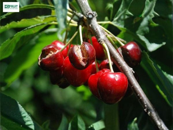 cherry bị nứt trái