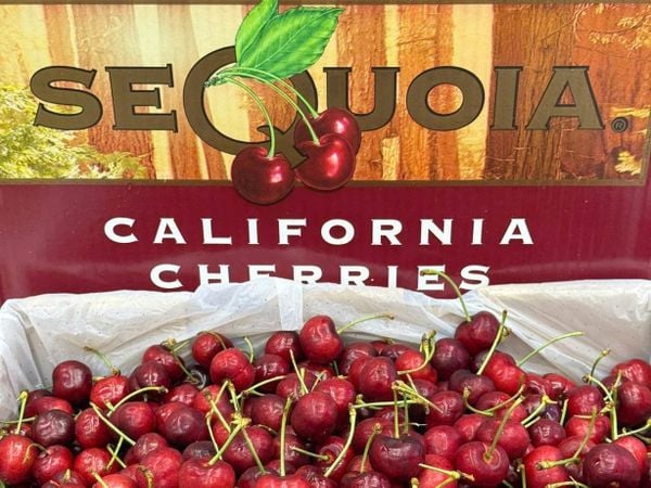 cherry mùa 2026