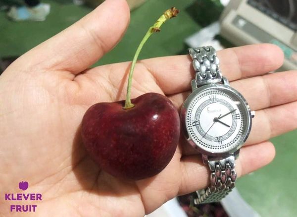 Cherry size đại
