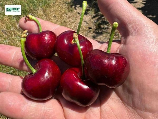 Cherry Mỹ mùa 2026 lô hàng đầu tiên về Việt Nam